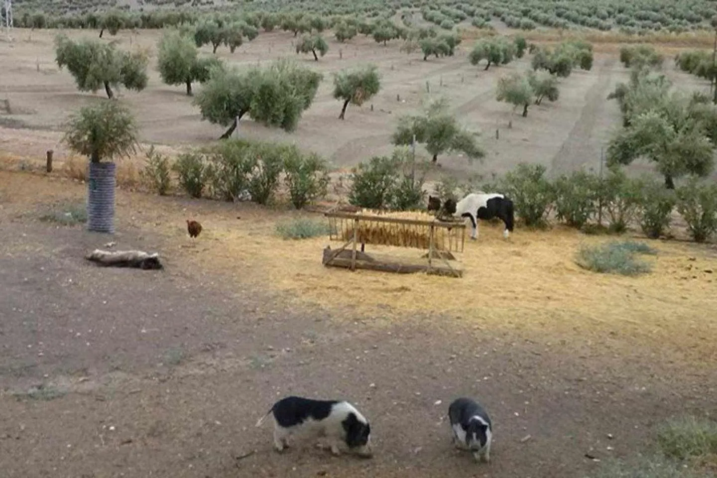 Cortijo Cabanas Apartamentos Rurales Arjona 아파트